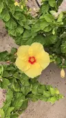 papaya girlのプロフィール画像